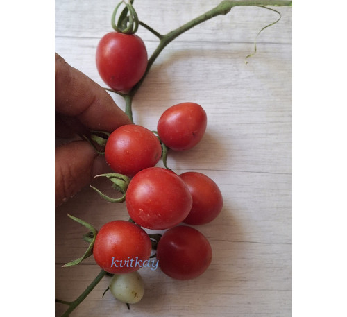 Насіння помідору Садове миле серце (Gardener's Sweetheart) 